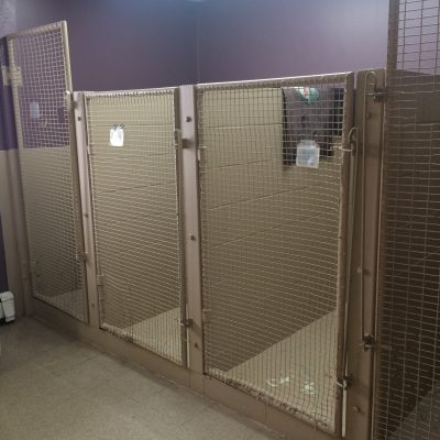 Dog Ward