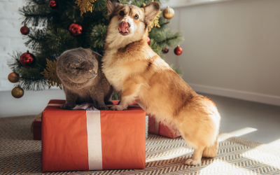 image for The Best Holiday Gifts for Your Pet this Year!